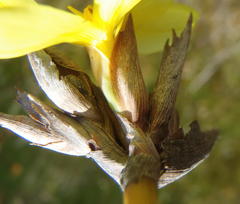 Bobartia robusta