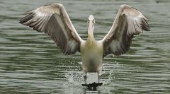 Pelecanus philippensis