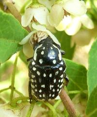 Oxythyrea testaceoguttata