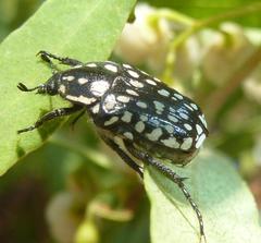 Oxythyrea testaceoguttata