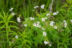 Geranium krylovii