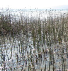 Schoenoplectus scirpoides