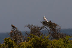Passer domesticus indicus