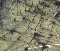 Schoenoplectus scirpoides