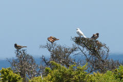 Passer domesticus indicus