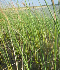 Schoenoplectus scirpoides