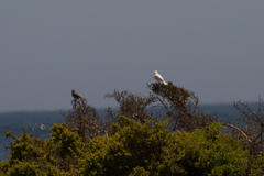 Passer domesticus indicus