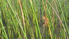 Schoenoplectus scirpoides