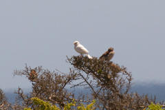Passer domesticus indicus