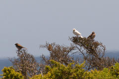 Passer domesticus indicus