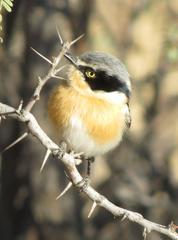 Batis pririt affinis