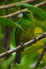 Ixothraupis xanthogastra