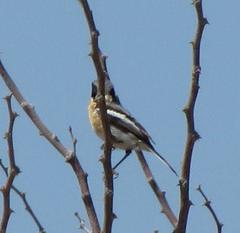 Batis pririt affinis