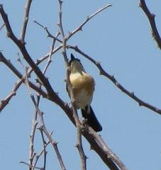 Batis pririt affinis