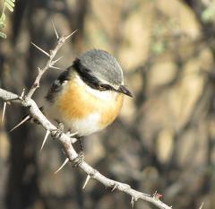 Batis pririt affinis