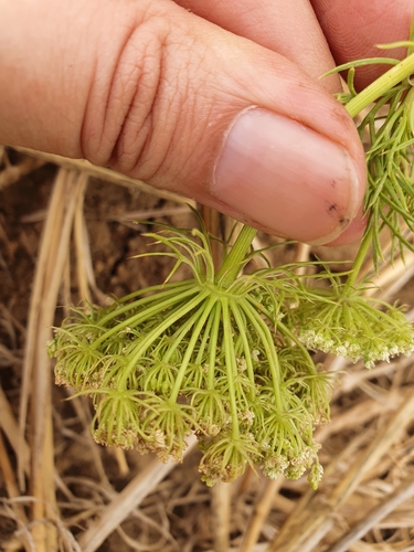 Daucus carota image