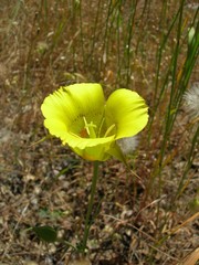 Calochortus luteus