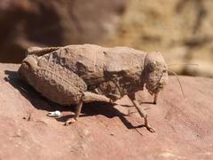 Trachypetrella anderssonii