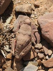 Trachypetrella anderssonii