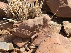 Trachypetrella anderssonii