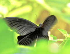 Papilio protenor