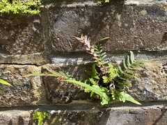 Pteris vittata