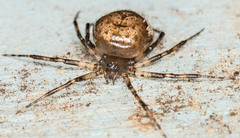 Euryopis funebris