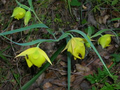 Calochortus pulchellus