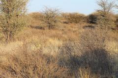 Stipagrostis ciliata capensis