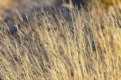 Stipagrostis ciliata capensis