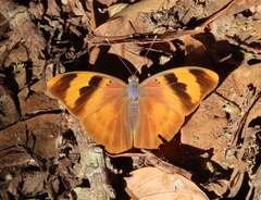 Euphaedra neophron ellenbecki