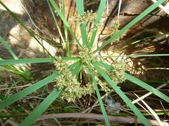 Cyperus sexangularis