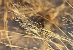 Stipagrostis ciliata capensis