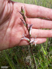 Cyphia phyteuma phyteuma