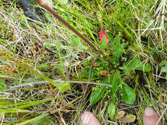 Cyphia phyteuma phyteuma