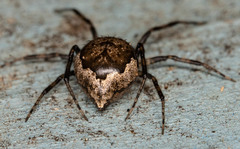 Euryopis funebris