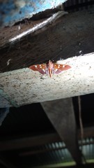 Phostria