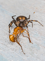 Euryopis funebris