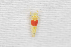 Eratoneura osborni