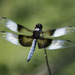Widow Skimmer - Photo (c) John Wright, some rights reserved (CC BY-NC-ND)