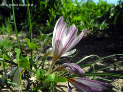 Crocus aleppicus