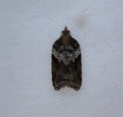 Acleris celiana