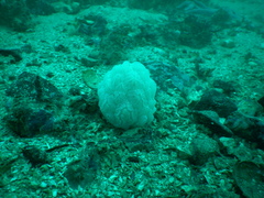 Aplidium fuegiense