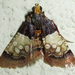 Pyralosis galactalis - Photo Ningún derecho reservado, subido por Botswanabugs