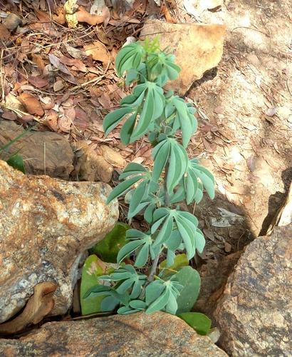 Adenia glauca