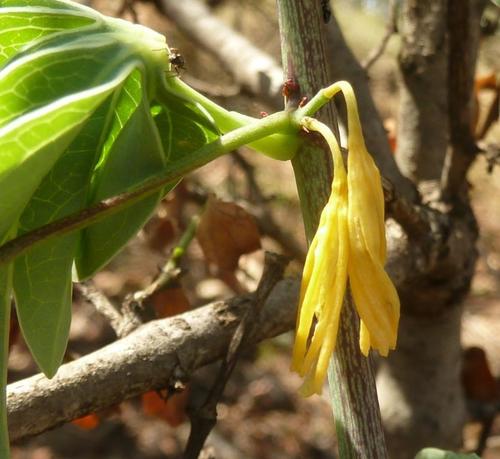 Adenia glauca