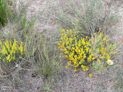 Aspalathus ericifolia ericifolia