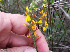 Aspalathus ericifolia ericifolia