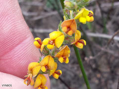 Aspalathus ericifolia ericifolia