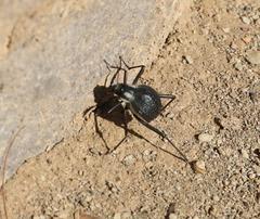 Stenocara gracilipes